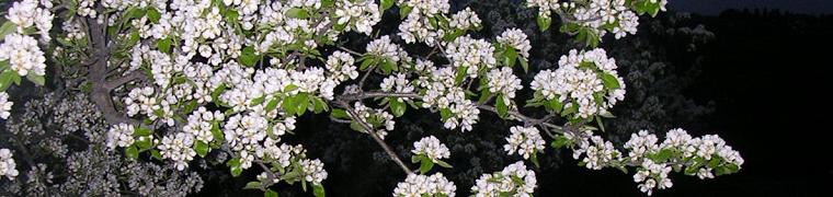 Pear Blossom in East Farleigh - Photo by Adam Palmer